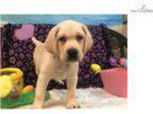 Labrador Retriever Puppy for sale in West Palm Beach, FL, USA