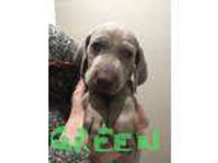 Weimaraner Puppy for sale in Jefferson, GA, USA