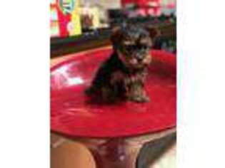 Yorkshire Terrier Puppy for sale in Terrell, TX, USA