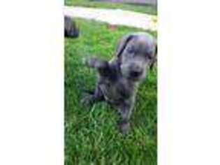 Great Dane Puppy for sale in Saint George, UT, USA