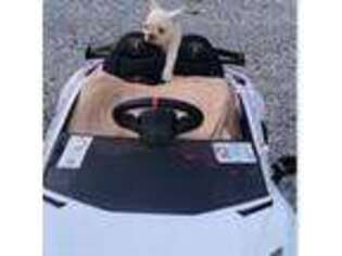 French Bulldog Puppy for sale in Deatsville, AL, USA