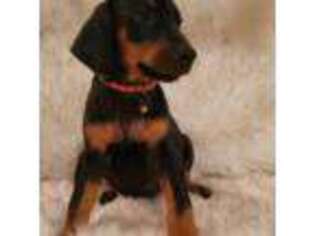 Doberman Pinscher Puppy for sale in Greenbrier, AR, USA