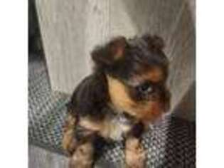 Yorkshire Terrier Puppy for sale in Oneida, TN, USA