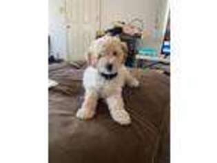 Goldendoodle Puppy for sale in Soldotna, AK, USA
