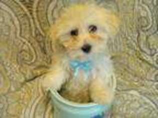 Coton de Tulear Puppy for sale in Burnsville, MN, USA