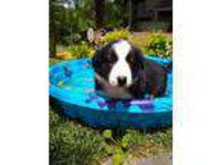 Border Collie Puppy for sale in Stuart, VA, USA