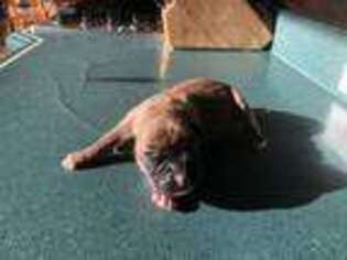 Boxer Puppy for sale in Madison, OH, USA