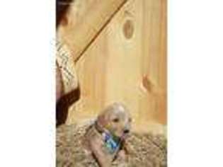 Goldendoodle Puppy for sale in Beverly Hills, FL, USA