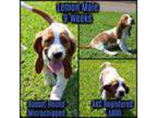 Basset Hound Puppy for sale in Houston, TX, USA