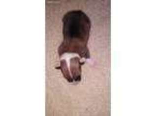 Pembroke Welsh Corgi Puppy for sale in Wilson, OK, USA