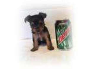 Yorkshire Terrier Puppy for sale in ROANOKE, IN, USA