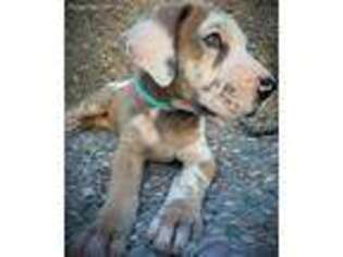 Great Dane Puppy for sale in Gulf Shores, AL, USA