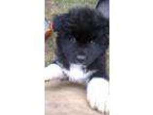 Akita Puppy for sale in Glenside, PA, USA