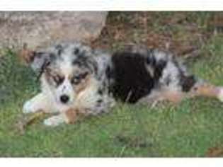Miniature Australian Shepherd Puppy for sale in San Angelo, TX, USA