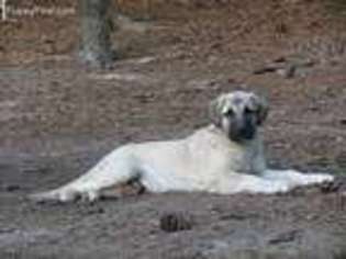 Anatolian Shepherd Puppy for sale in Aiken, SC, USA