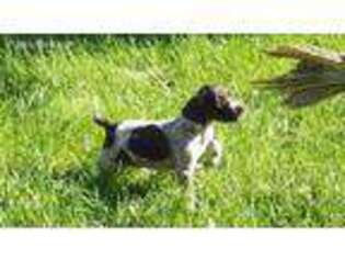 German Shorthaired Pointer Puppy for sale in Odell, IL, USA