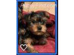 Yorkshire Terrier Puppy for sale in Hermiston, OR, USA