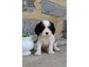 Cavalier King Charles Spaniel Puppy for sale in Kinzers, PA, USA