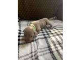 Weimaraner Puppy for sale in Rural Retreat, VA, USA