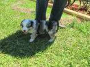 Australian Shepherd Puppy for sale in Pensacola, FL, USA