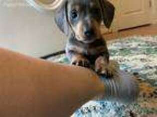 Dachshund Puppy for sale in Ruther Glen, VA, USA