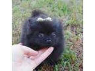 Pomeranian Puppy for sale in Grand Island, NE, USA