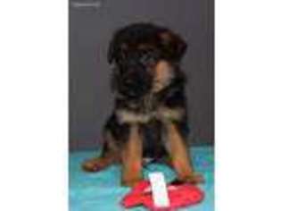 German Shepherd Dog Puppy for sale in Pandora, OH, USA