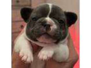 French Bulldog Puppy for sale in Frankfort, OH, USA