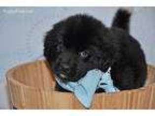 Newfoundland Puppy for sale in Chester, MA, USA