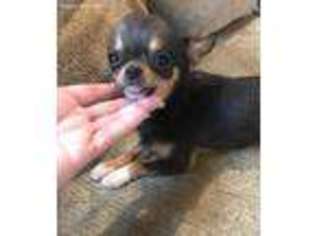 Chihuahua Puppy for sale in Madison, OH, USA