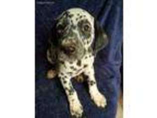 Dalmatian Puppy for sale in Spring Hope, NC, USA