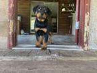 Rottweiler Puppy for sale in Ludowici, GA, USA