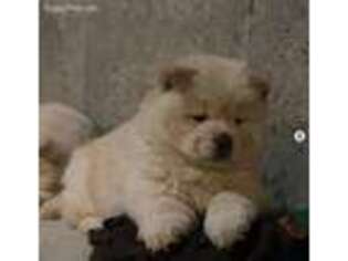 Chow Chow Puppy for sale in Leesburg, VA, USA