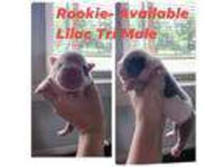 Bulldog Puppy for sale in Carl Junction, MO, USA
