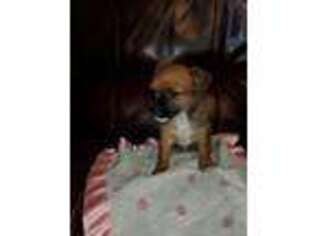 Chihuahua Puppy for sale in Bluefield, VA, USA