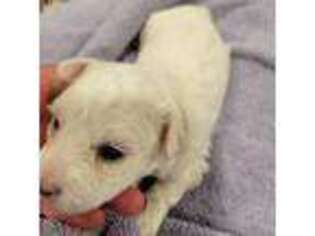 Bichon Frise Puppy for sale in Knoxville, TN, USA