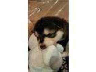 Alaskan Malamute Puppy for sale in Mount Vernon, IA, USA
