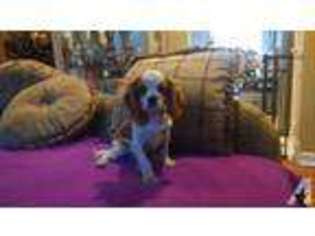Cavalier King Charles Spaniel Puppy for sale in PORT JEFFERSON STATION, NY, USA