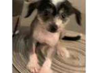 Chinese Crested Puppy for sale in Shawnee, OK, USA