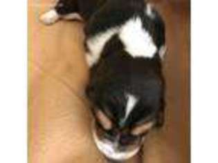 Basset Hound Puppy for sale in Union, SC, USA
