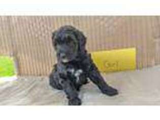 Goldendoodle Puppy for sale in Walla Walla, WA, USA