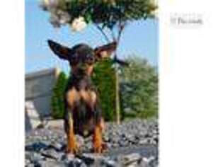 Miniature Pinscher Puppy for sale in Fort Wayne, IN, USA