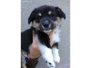 Pembroke Welsh Corgi Puppy for sale in Greeley, CO, USA