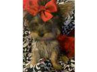 Yorkshire Terrier Puppy for sale in Midlothian, TX, USA