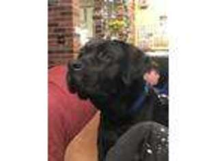 Labrador Retriever Puppy for sale in Sewell, NJ, USA
