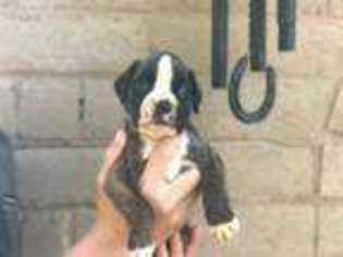 Boxer Puppy for sale in Belen, NM, USA
