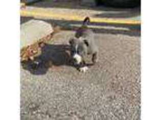 Mutt Puppy for sale in Springfield, IL, USA