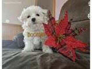 Maltese Puppy for sale in Plymouth, IN, USA