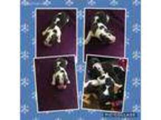 Saint Bernard Puppy for sale in Middleburg, FL, USA