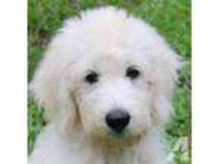 Goldendoodle Puppy for sale in DOVER, FL, USA